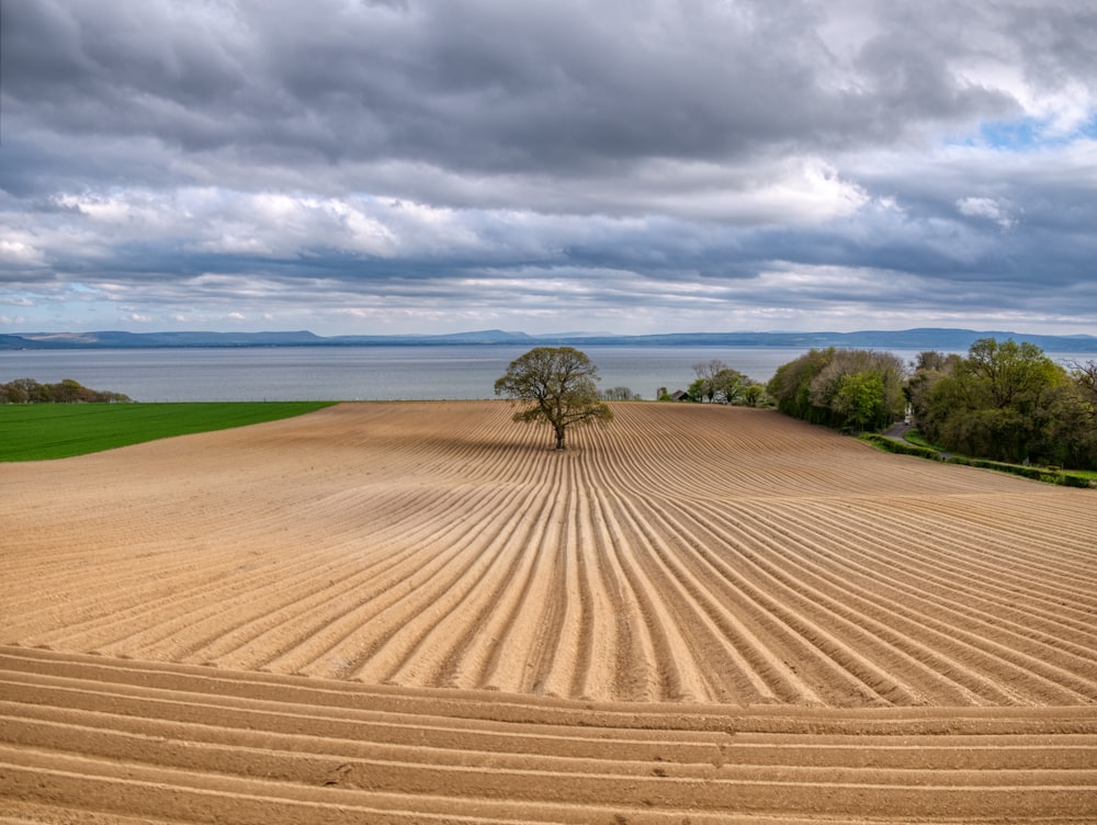 landscape photography of tree in the middle of mowed land
