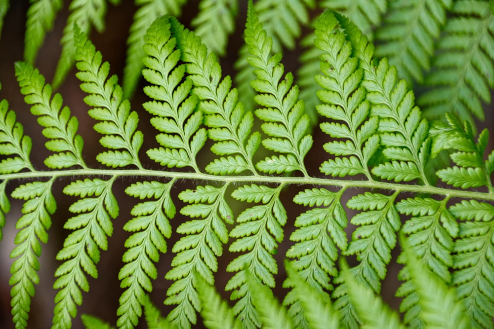 green fern plants