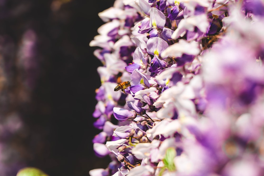 purple petaled flowers