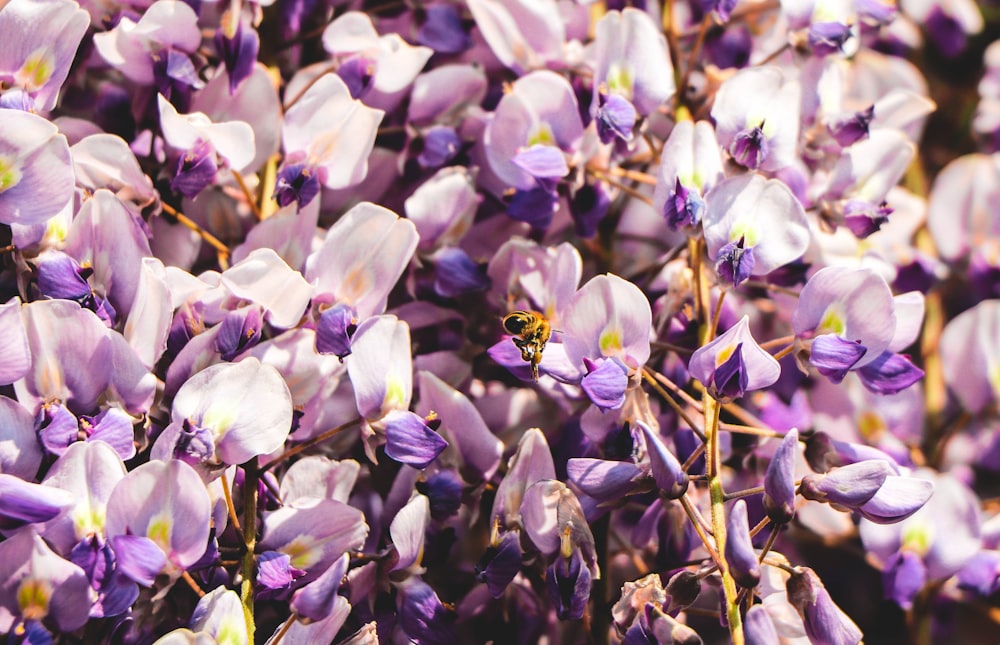 photo of purple and white flowers