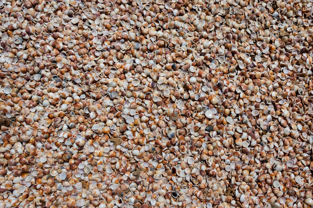 brown seashell lot