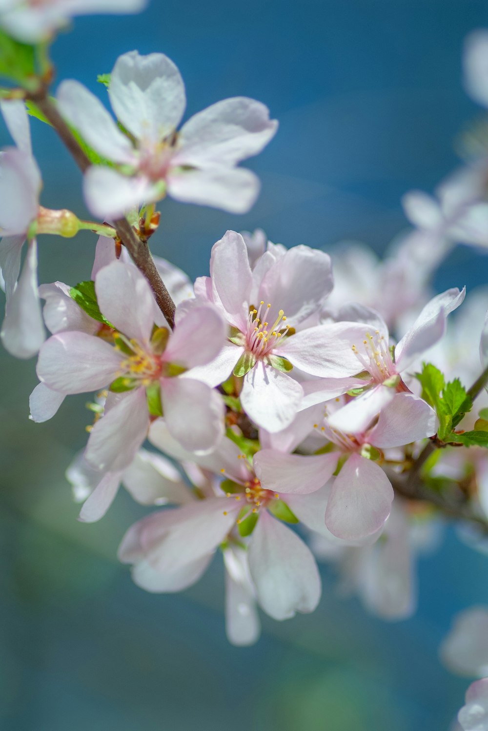 white-petaled flower