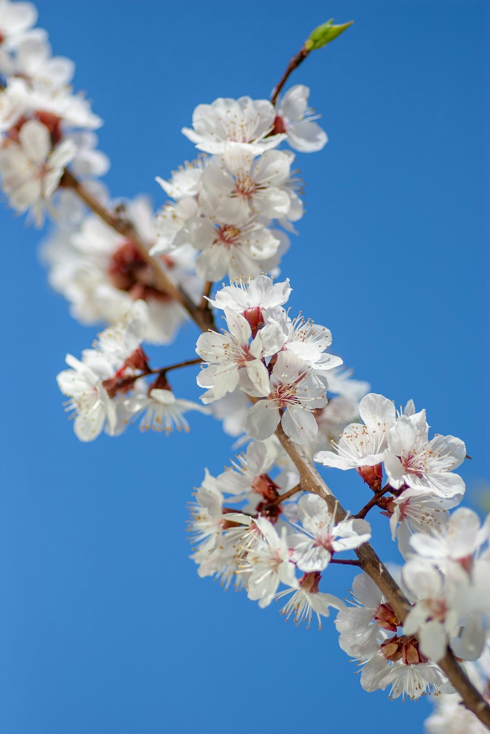 white flowering tree