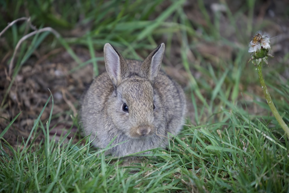brown coated rabbit