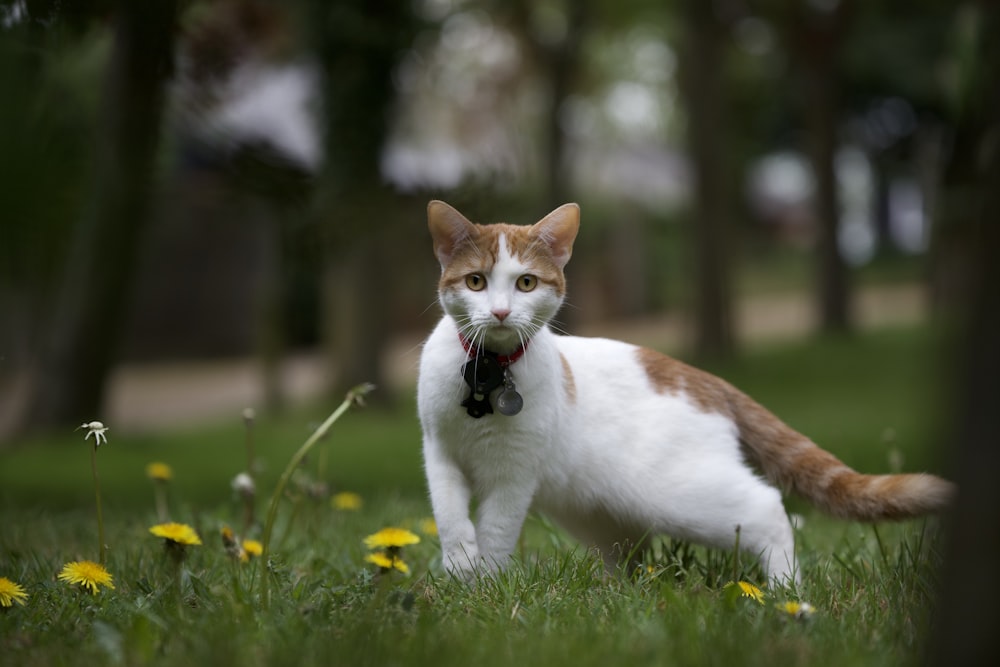 Gato blanco y naranja