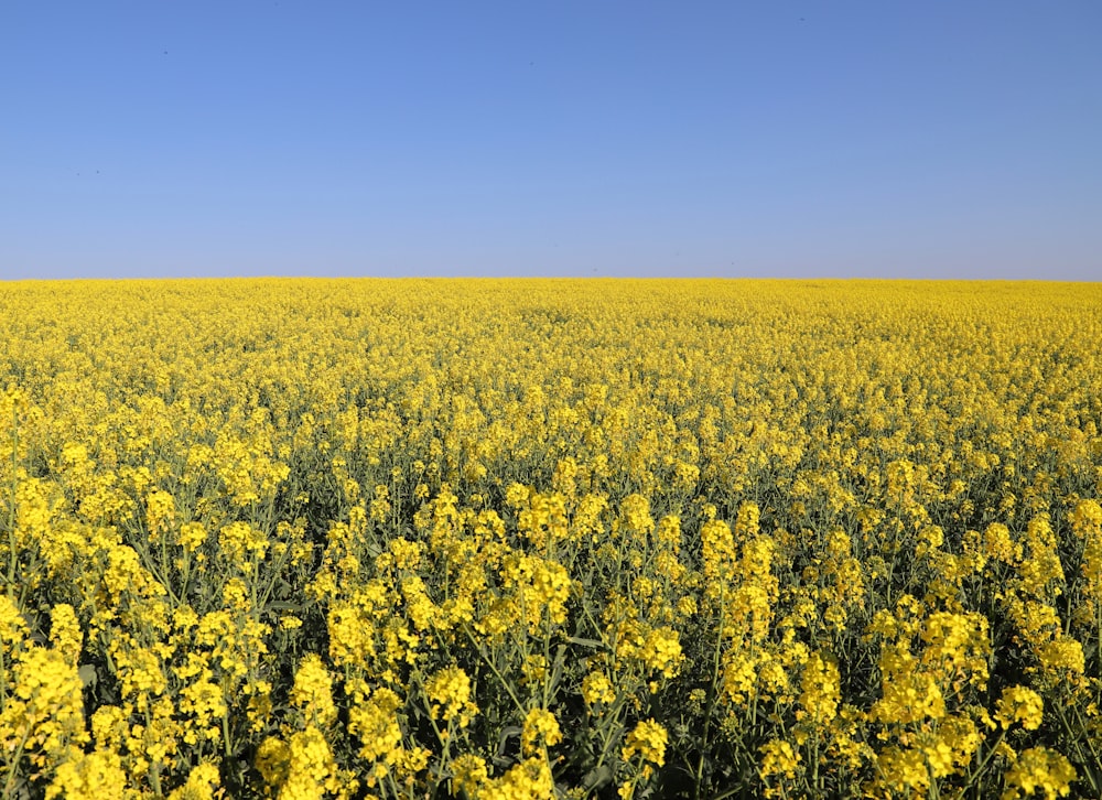 prairie de fleurs jaunes