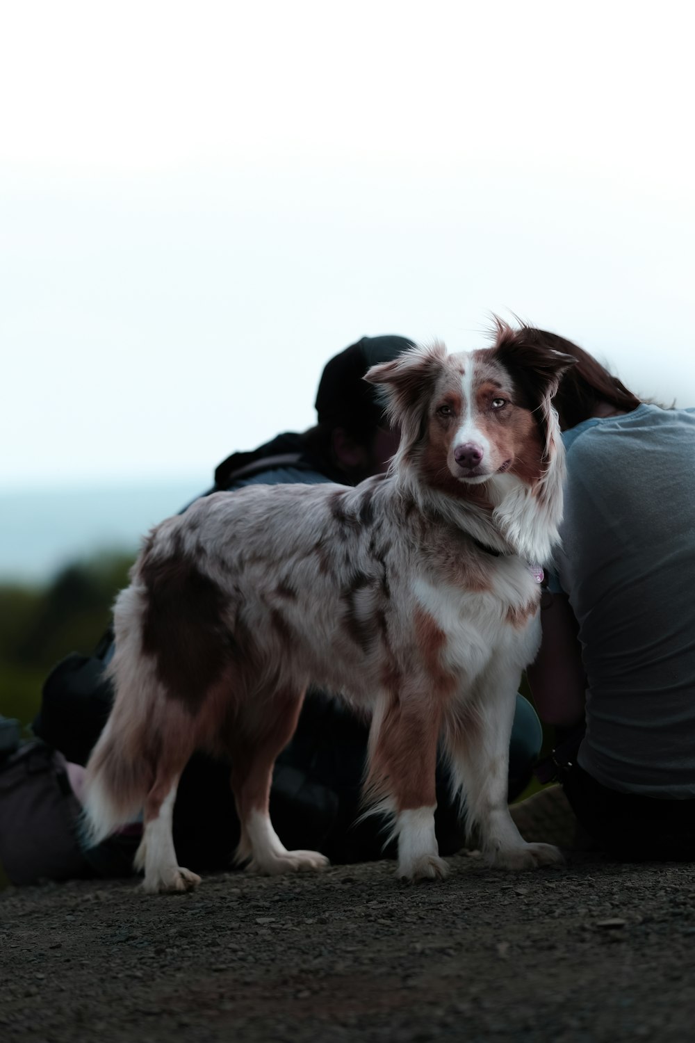 white and brown coated dog