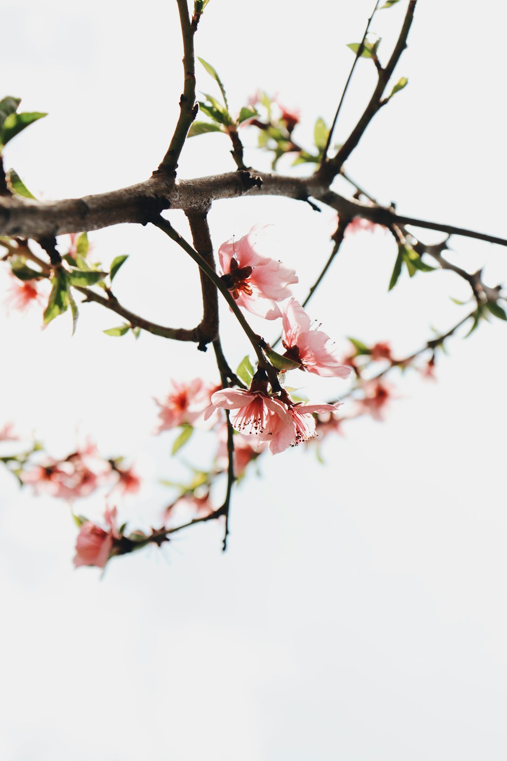 cherry blossom tree