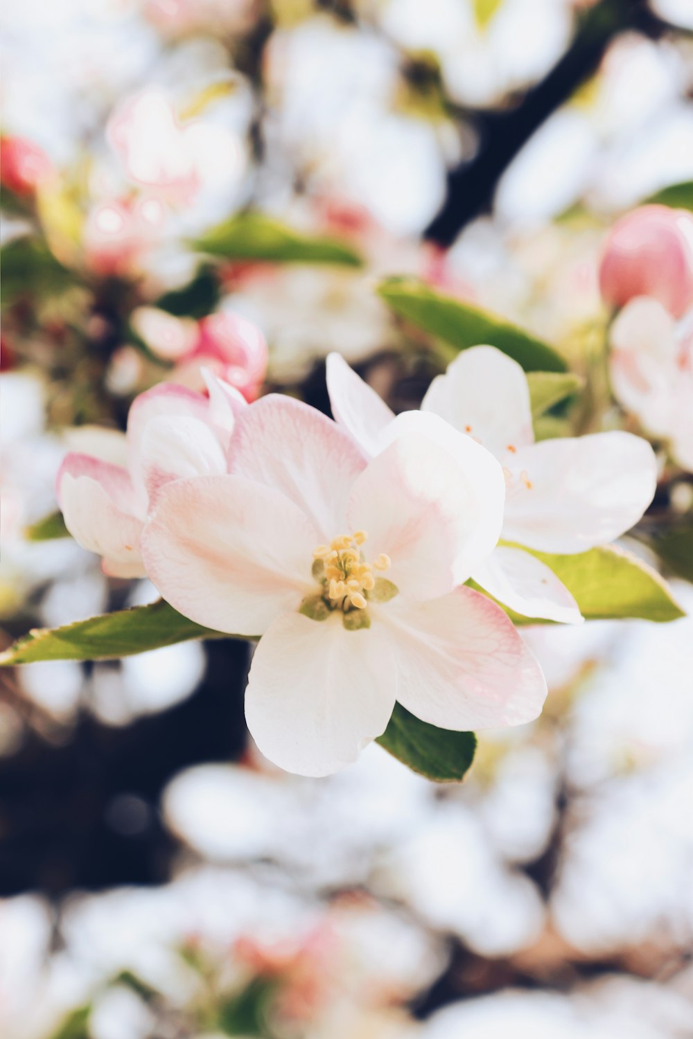 white and pink flowers focus photography