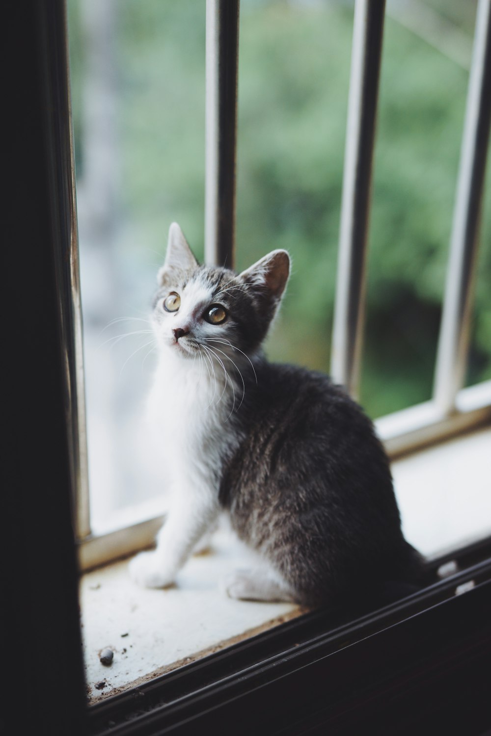 chaton tigré noir et blanc assis près de la fenêtre