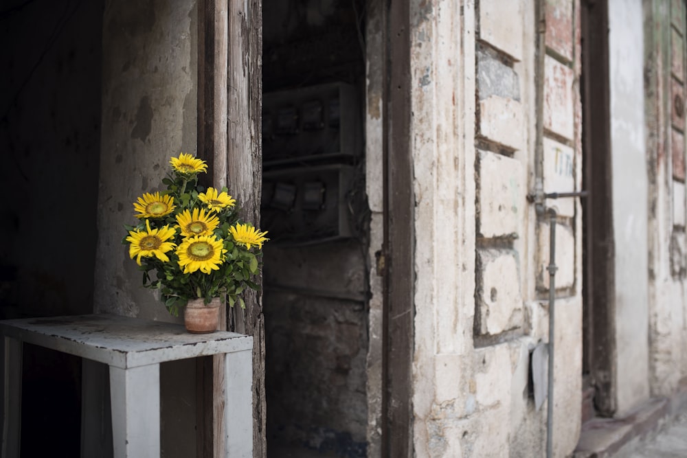 pot of sunflower photo – Free Plant Image on Unsplash