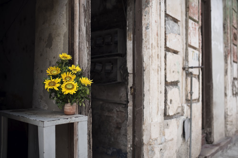 pot of sunflower