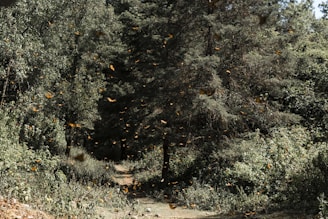 A dense forest scene with tall trees covered in lush green foliage. Numerous butterflies are fluttering throughout the air, creating a dynamic and lively atmosphere. The sunlight filters through the leaves, casting dappled shadows on the forest floor.