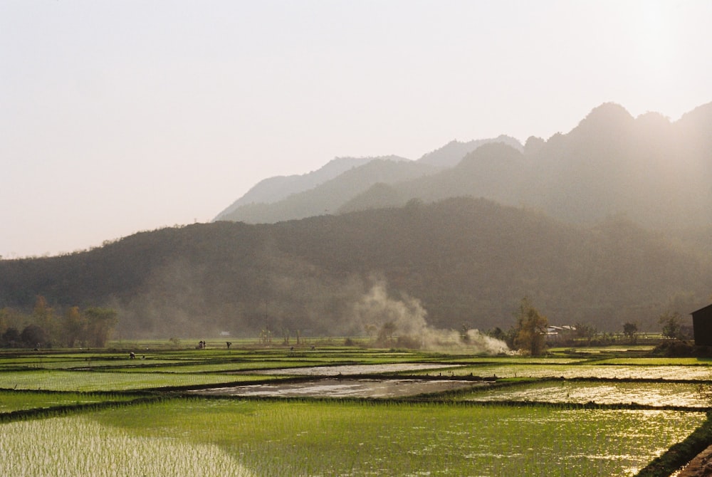 green mountain and crop field