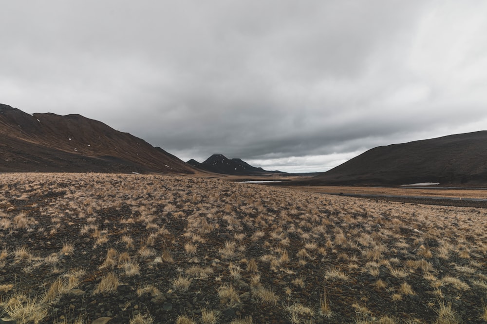 brown grass field