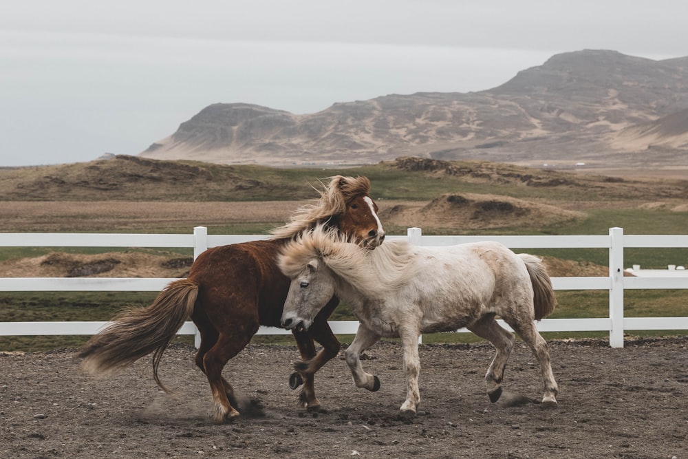 white and brown horses