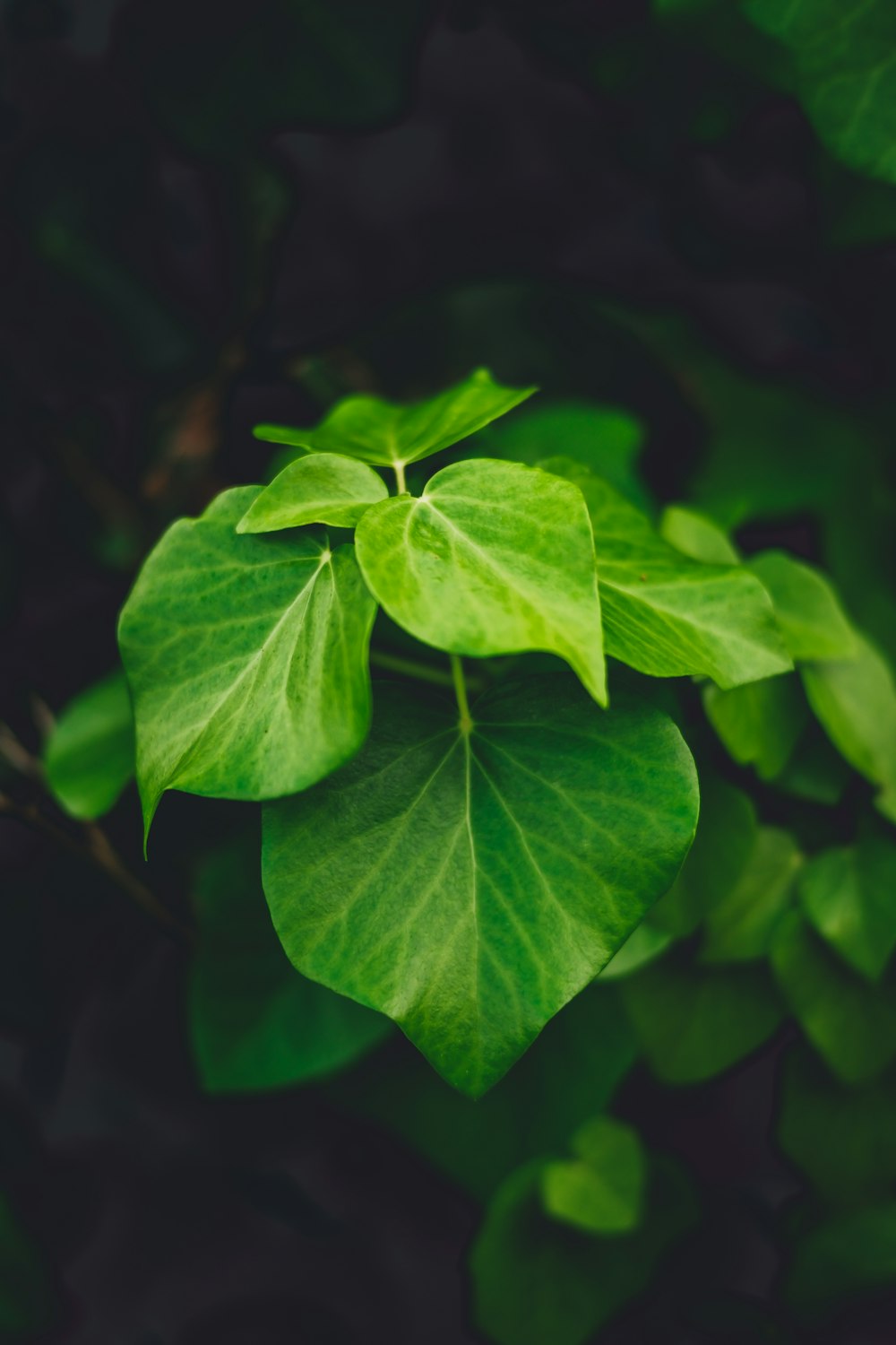 green leaf plant