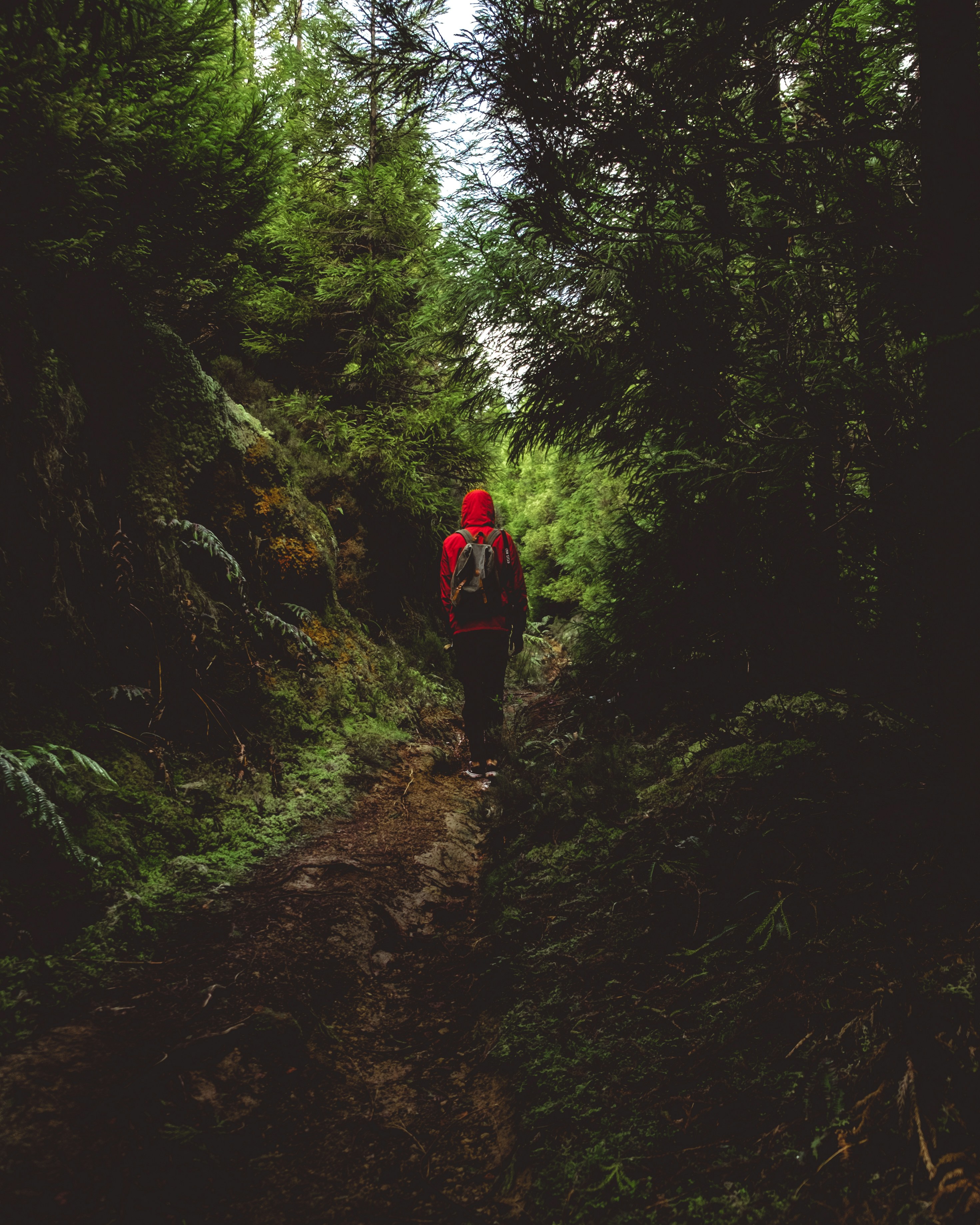 photo-1556792820-2909f41d8e11?ixid=M3wxMjA3fDB8MXxzZWFyY2h8Njl8fHRlcnJhJTIwcm9zcyUyMHRyJUMzJUJDZmZlbHxlbnwwfHx8fDE3MDEzNjE3Mzd8MA%5Cu0026ixlib=rb-4.0.3