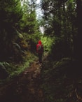 person standing in forest