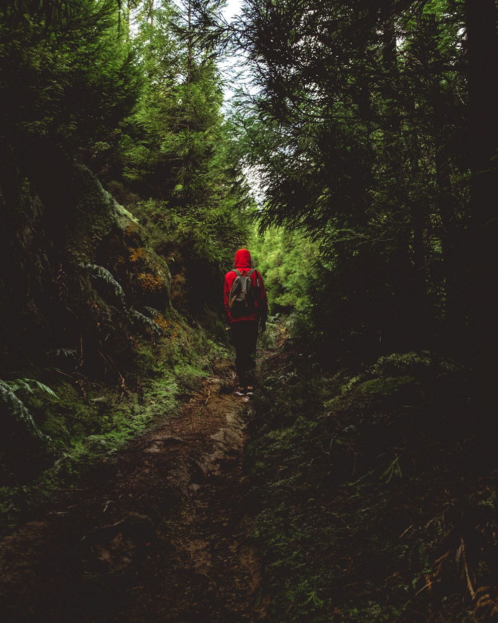 person standing in forest