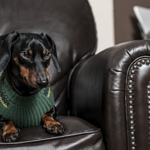 black and brown Chihuahua sitting on black leather armchair