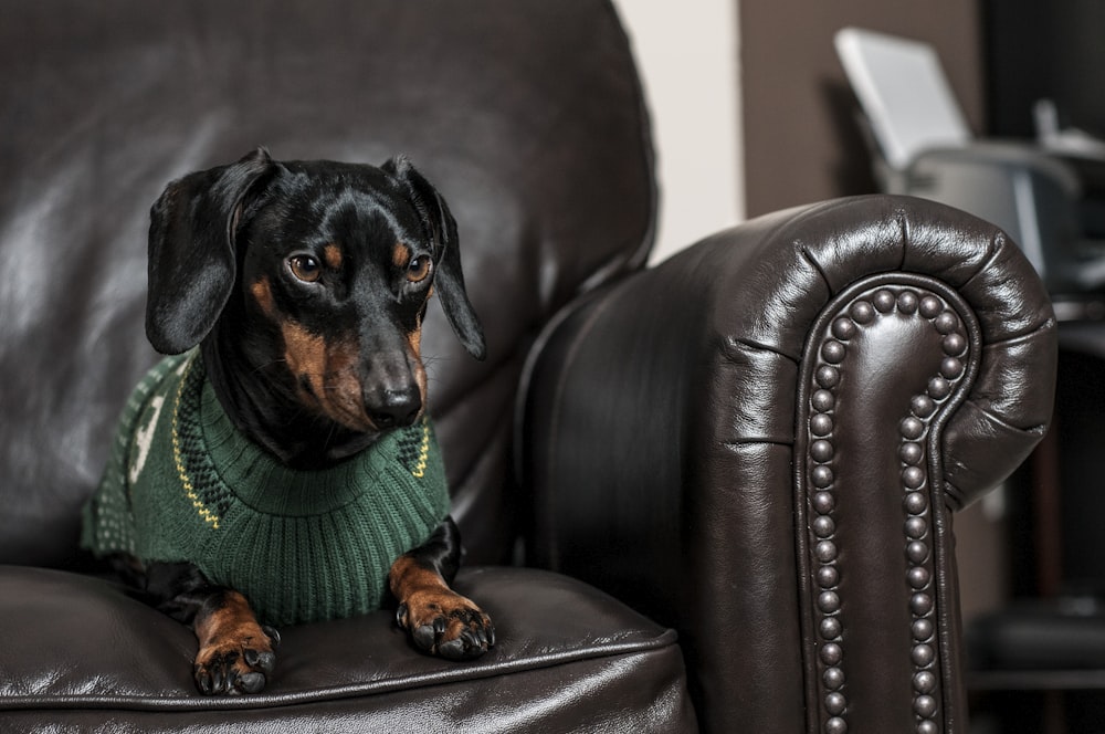 black and brown Chihuahua sitting on black leather armchair