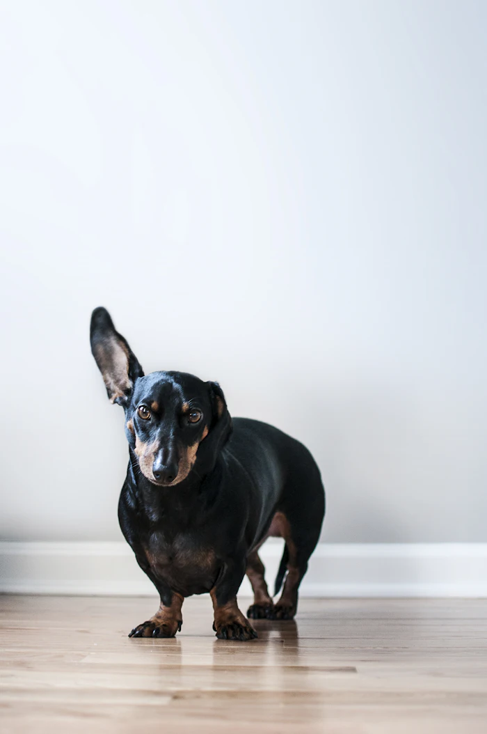 Black and tan dachshund