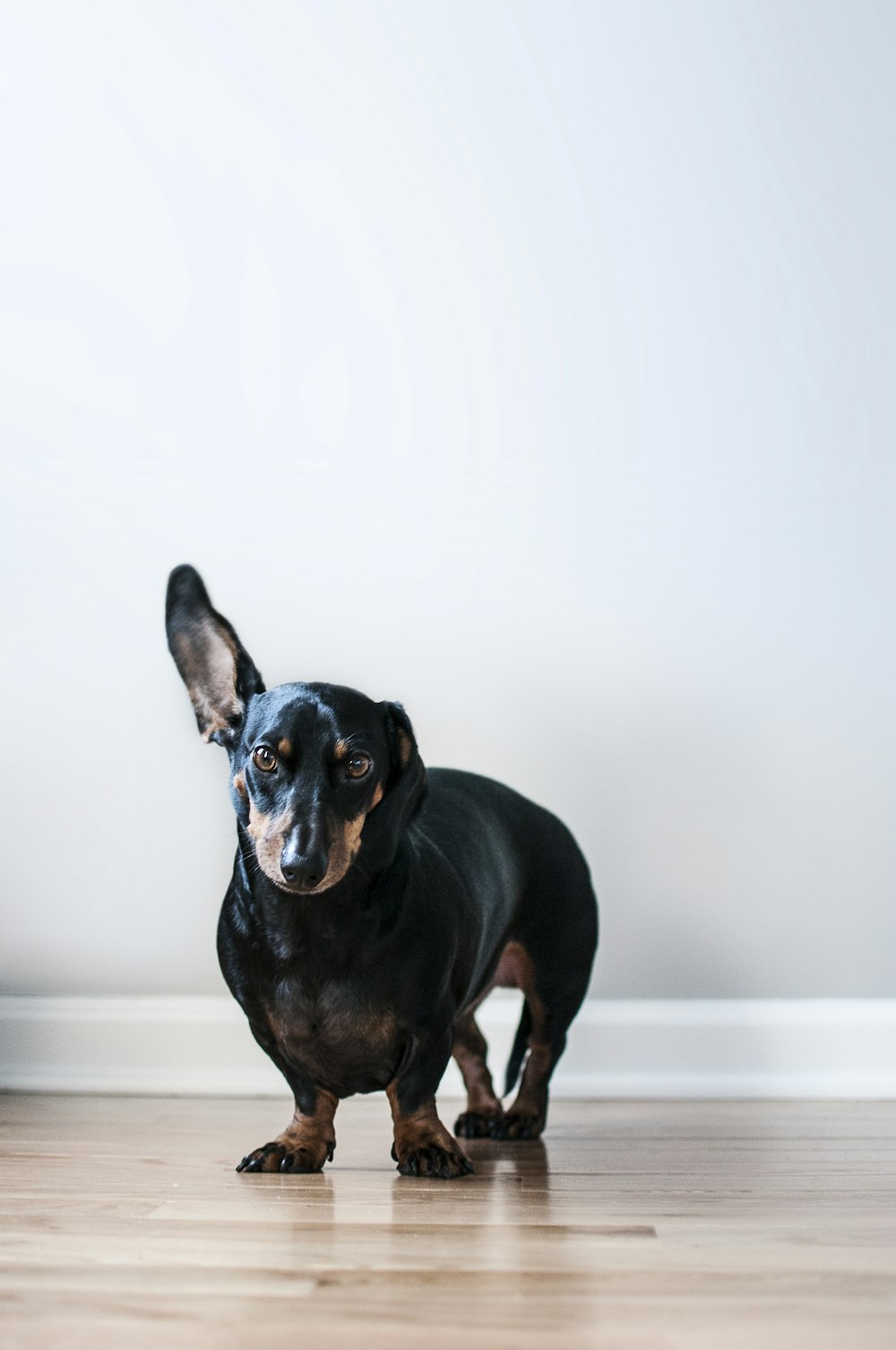 adult black and tan dachshund