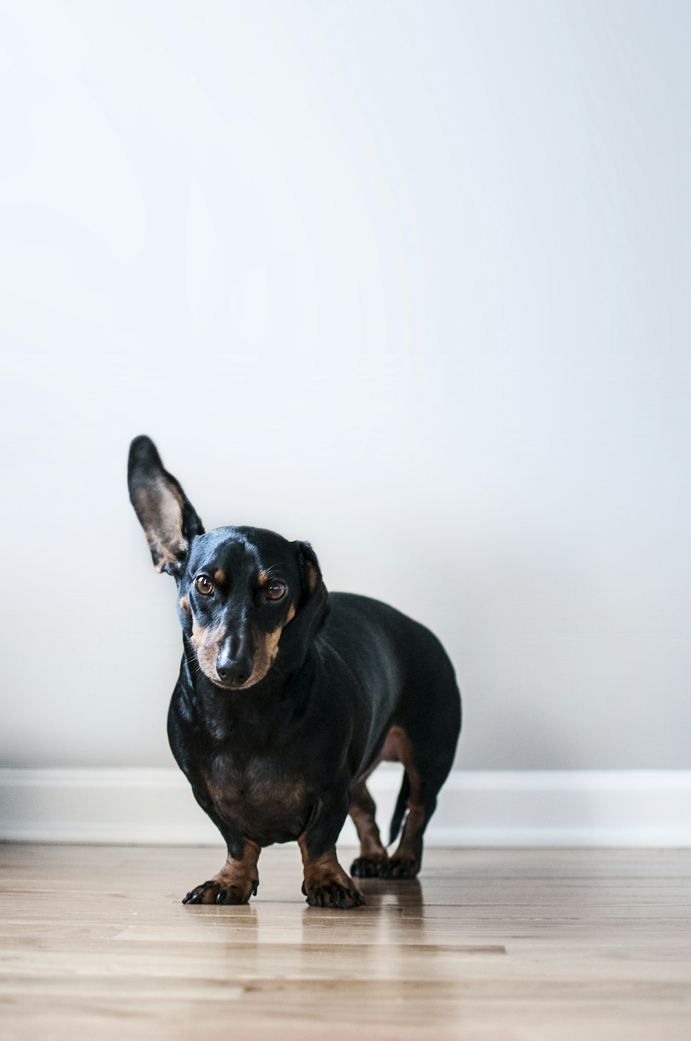 Dachshund preto e bronzeado adulto