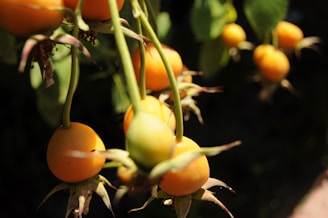 Rows of naranjilla fruits hanging ripe on lush Ecuadorian vines.