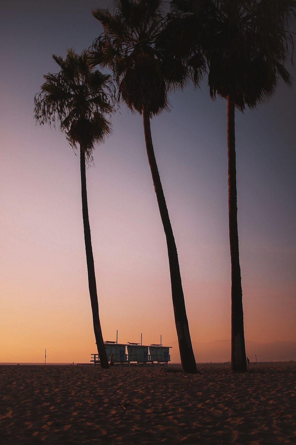 silhouette photography of three coconut trees