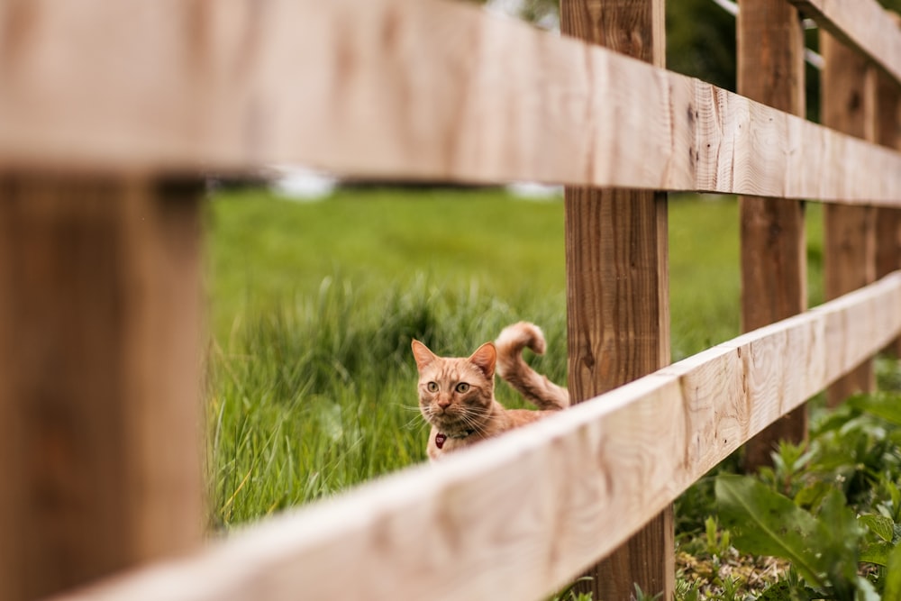 茶色の木製フェンスの後ろのオレンジ色のぶち猫