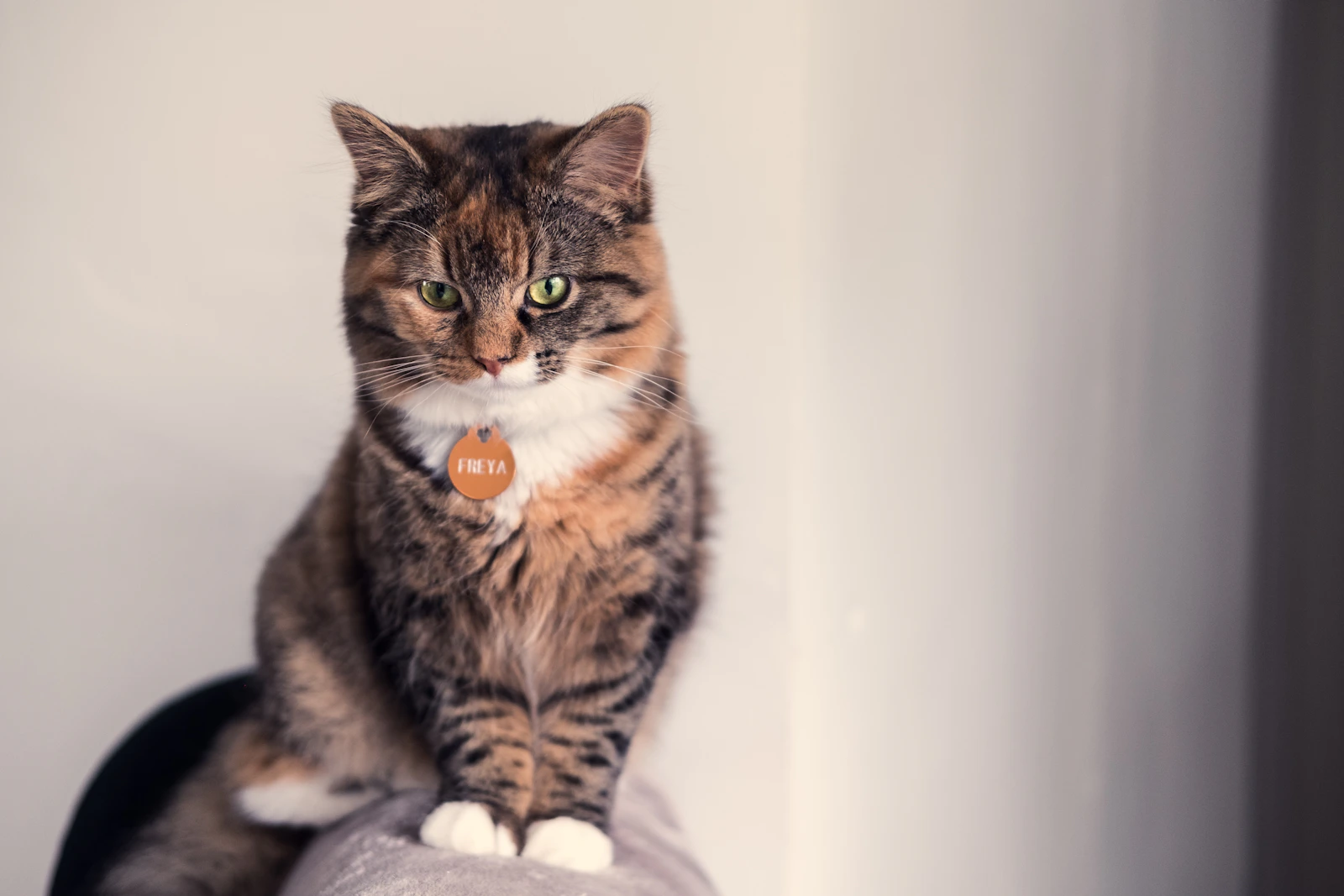 Norwegian Forest Cat with thick coat and ruff, photo by John Tecuceanu on Unsplash