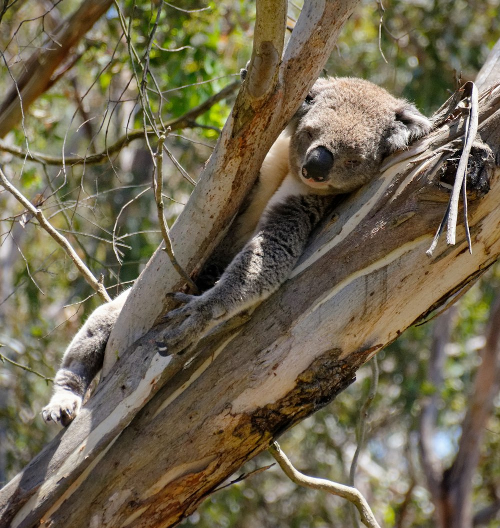 木の上の灰色のコアラ