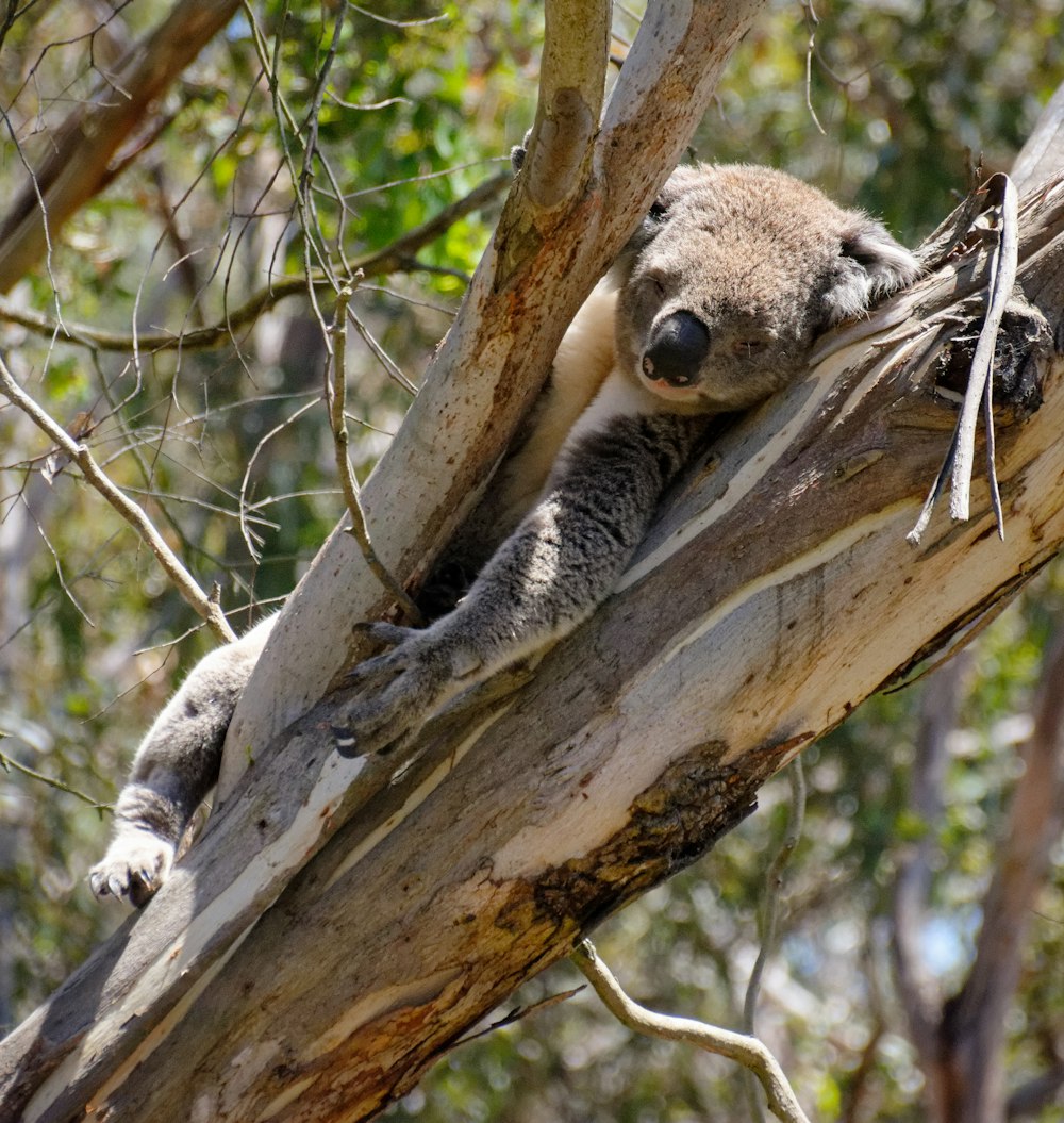 koala gris sur l’arbre