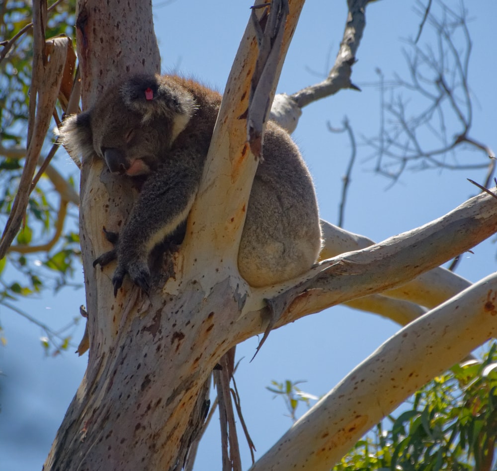 brown koala on tree