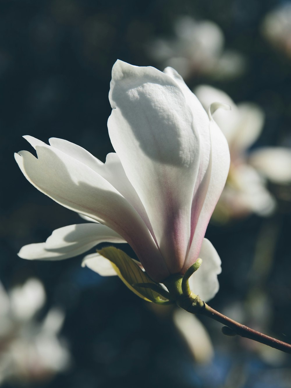 blooming white petaled flowers