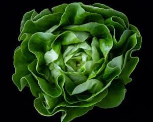 Lechuga Mantecosa
