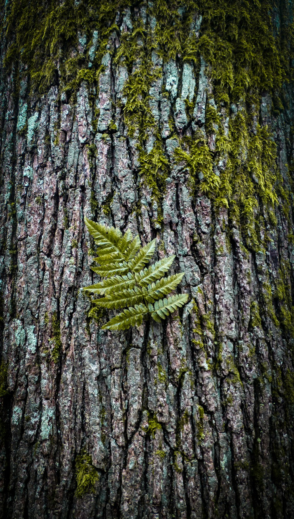 green fern