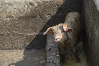 A professional consultant advising a pig farm owner in a modern pigsty.