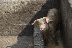 A lone pig stands in a confined, muddy enclosure made of concrete walls. The pig's skin is covered with mud, reflecting a typical farm or rural setting.