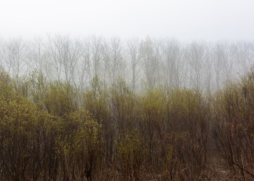 green trees