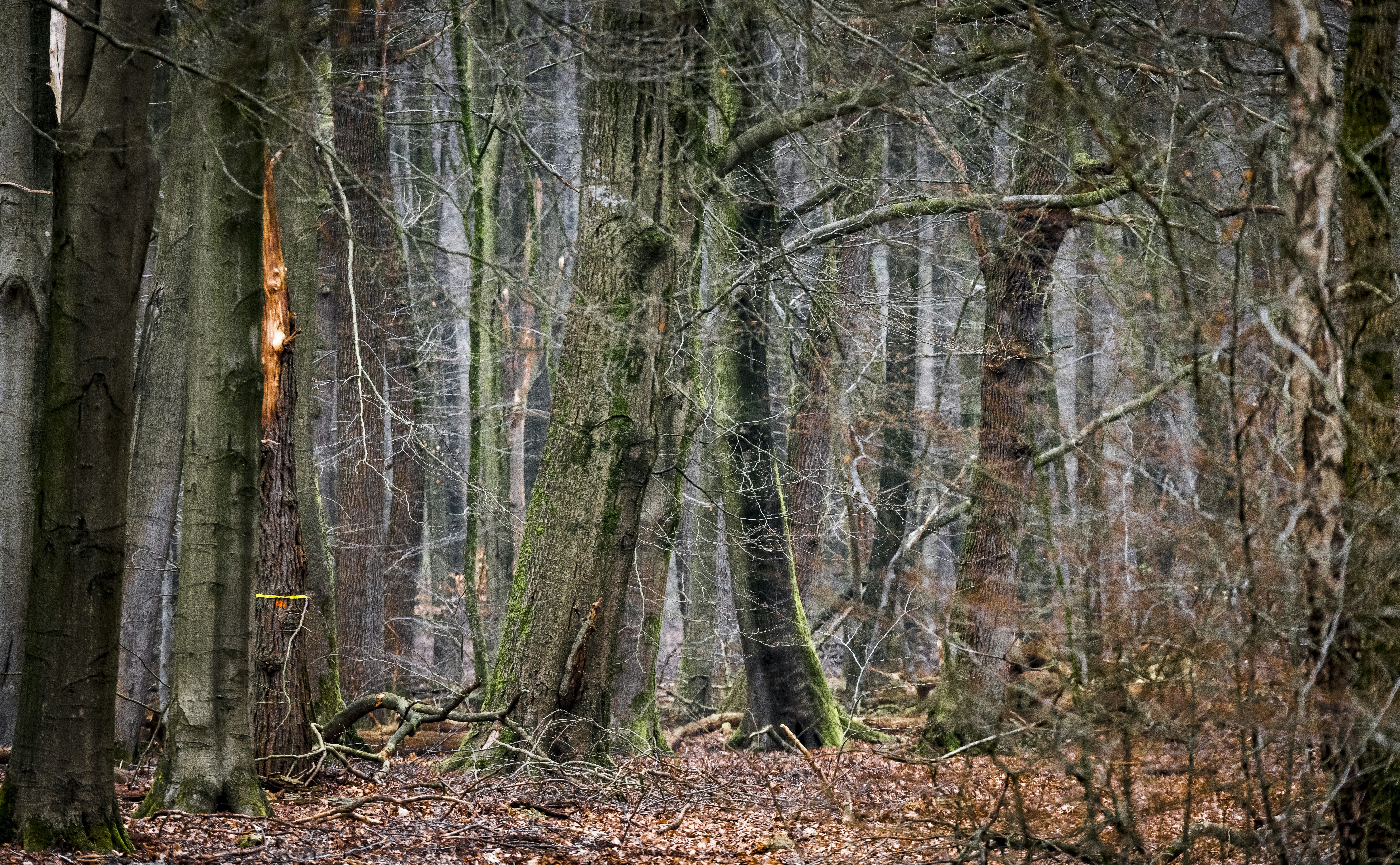 tall trees in forest
