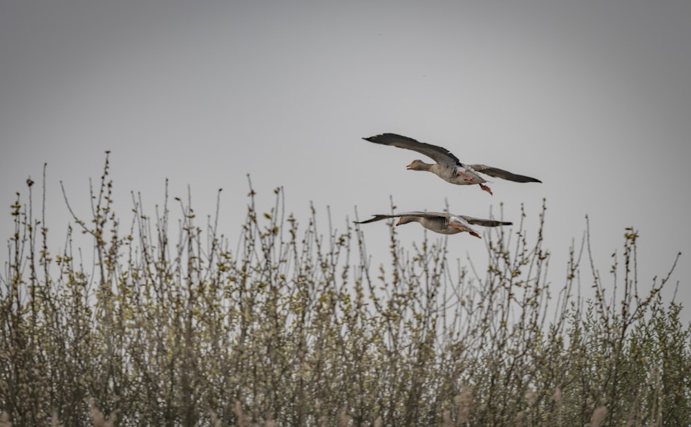 two gray birds on focus photography