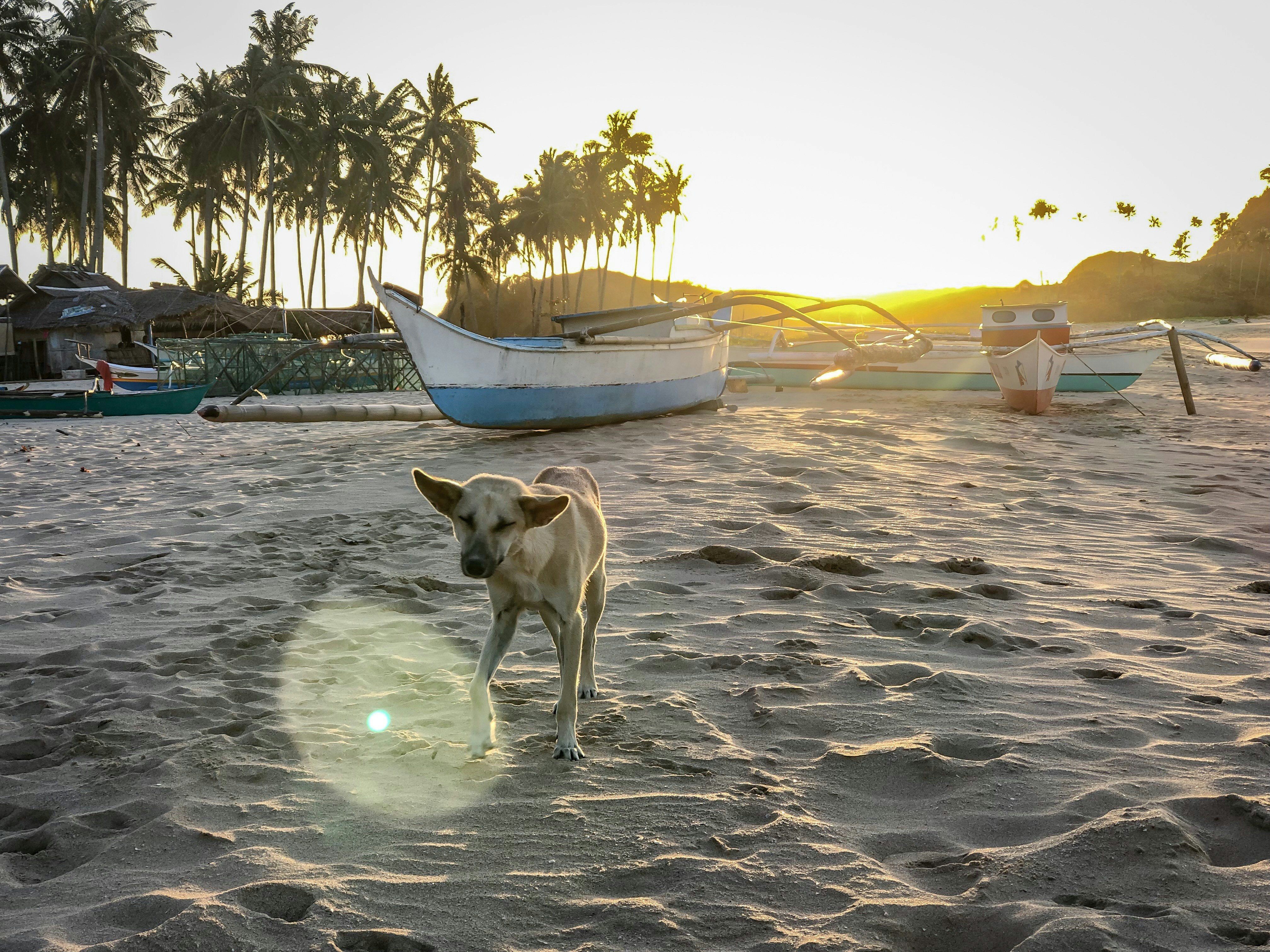 Perro marrón de pelo corto parado en la arena cerca de los barcos durante el día