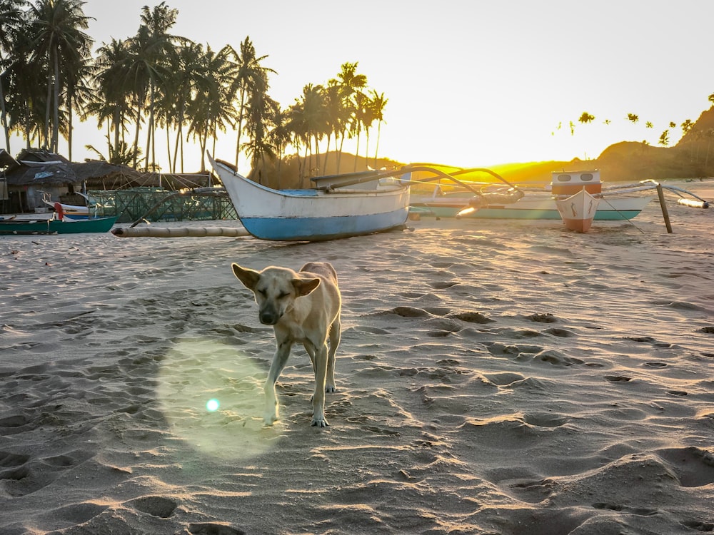 short-coated brown dog standing on sand near boats during daytime