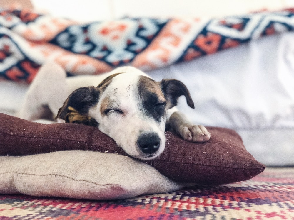 dog lies in pillow