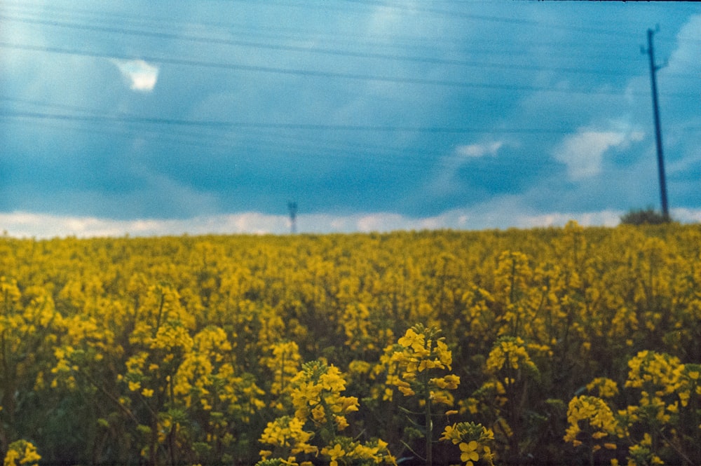 yellow petaled flower