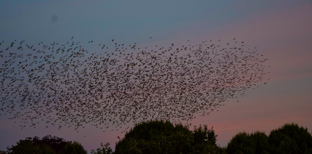 selective focus photography of flock of bird flying on sky during sunset