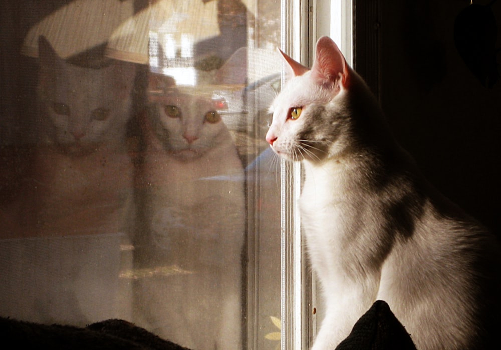 grey cat standing in front of glass window